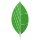 MongoDB logo